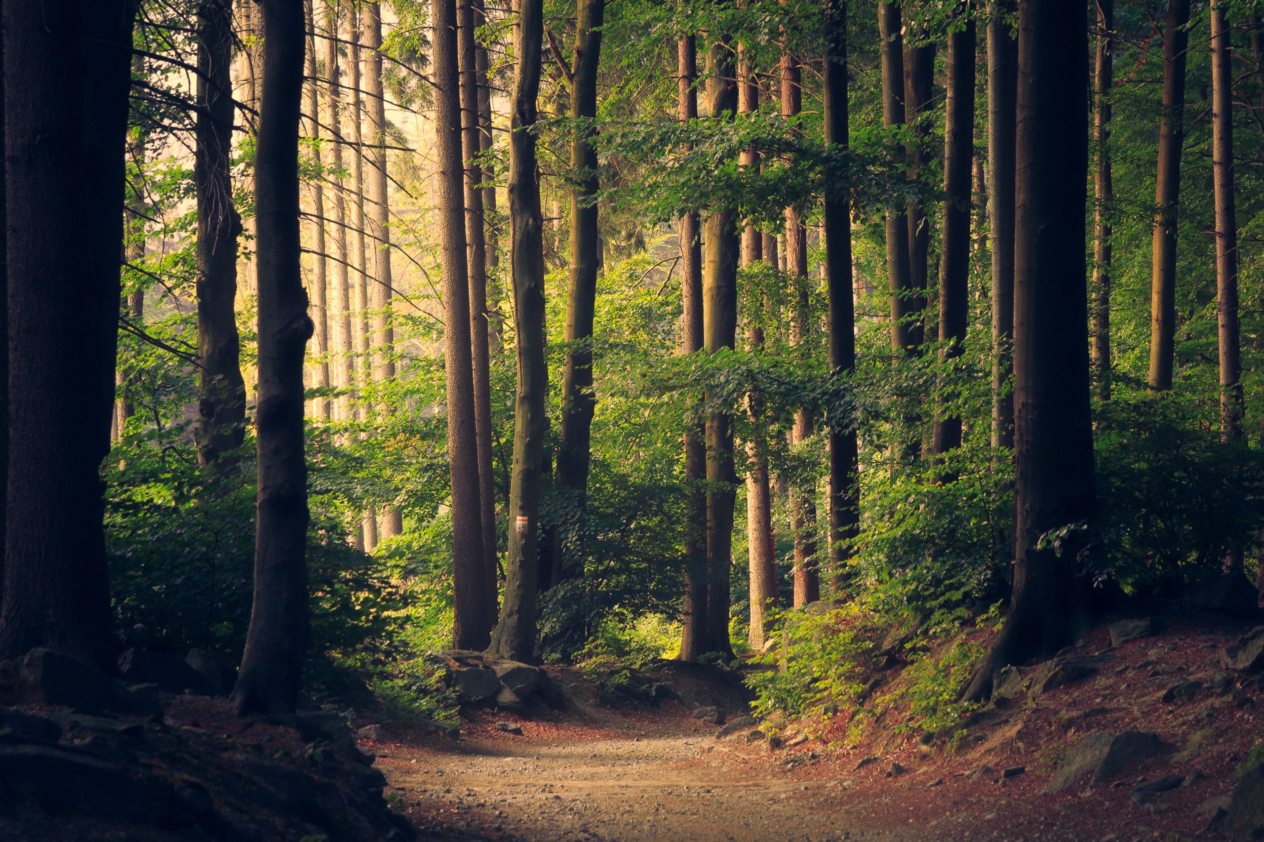 photo de balade en forêt du bois dormant